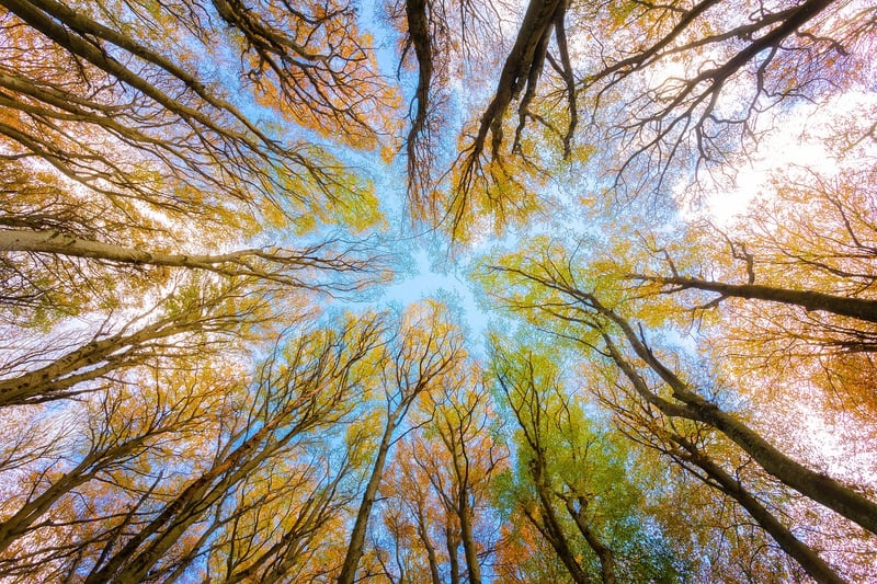 Tree Canopy Settings