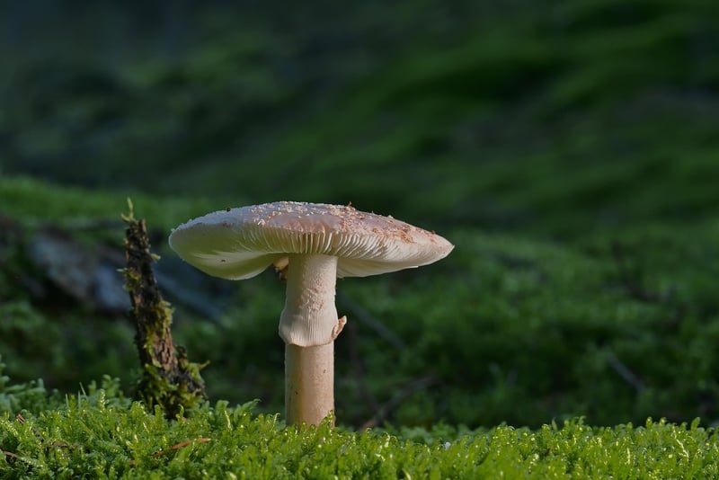 Woodland Setting