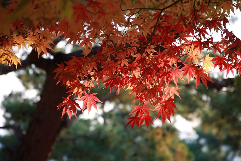 Tree Canopy Setting
